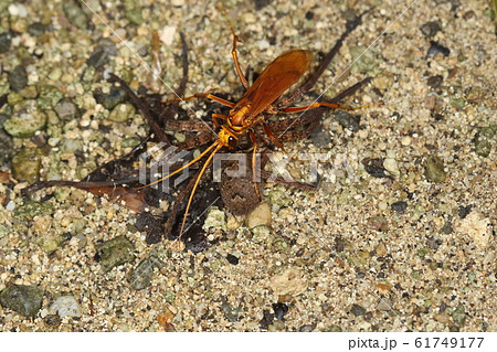 生き物 昆虫 キイロオオクモバチ、南方系の大型のクモバチ。体長は三センチほどもあるようです 生き物 昆虫 キイロオオクモバチ、南方系の大型のクモバチ。体長は三センチほどもあるようです 61749177