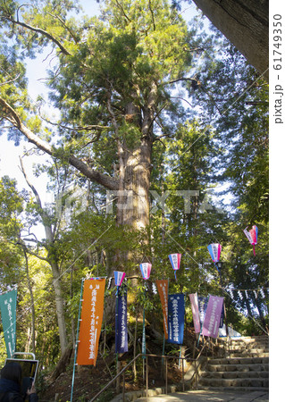 塩船観音寺 61749350