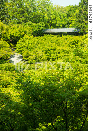 京都 東福寺の青もみじ 61749643