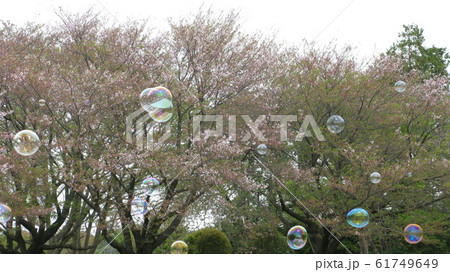 桜とシャボン玉 61749649