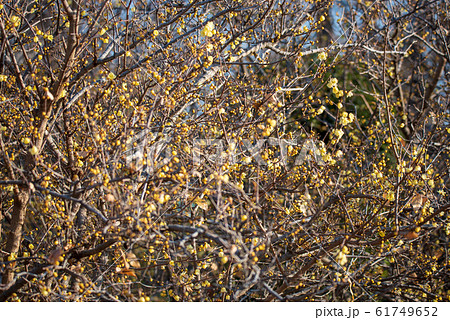 大宮花の丘農林公苑 　ロウバイ　さいたま市 61749652