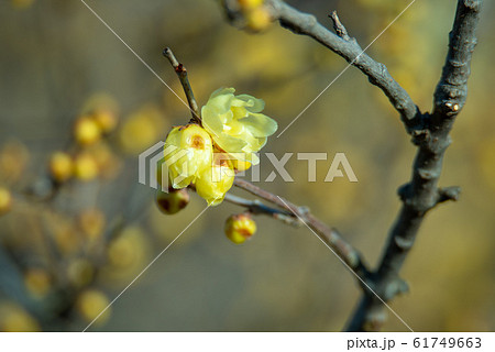 大宮花の丘農林公苑 　ロウバイ　さいたま市 61749663