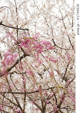 播磨坂さくら並木 桜の花 播磨坂さくら並木 桜の花 61749936