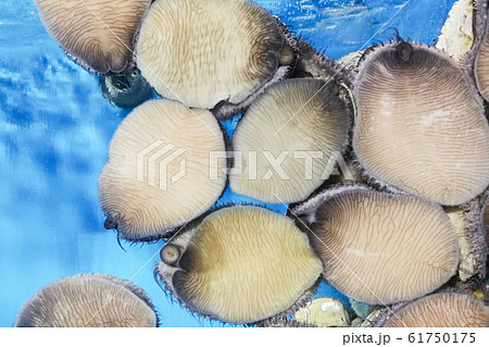 Closeup on live abalone against aquarium glass in Closeup on live abalone against aquarium glass in 61750175