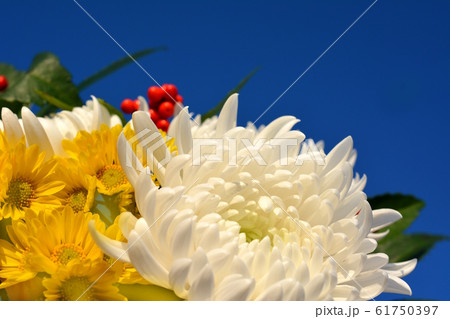 白菊、黄色い小菊、赤い千両、正月花、花イメージ素材、和素材、青空背景 61750397