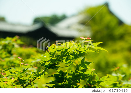 京都 東福寺の青もみじ 京都 東福寺の青もみじ 61750416