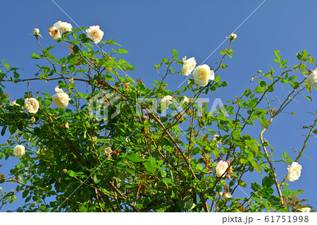 横浜・港の見える丘公園 61751998