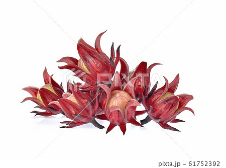 roselle hibiscus on white background roselle hibiscus on white background 61752392