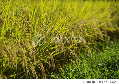 田んぼの収穫 61752662