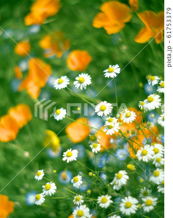 黄色と白の小さい花ジャーマンカモミールの写真素材