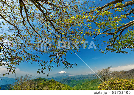 新緑の丹沢・鍋割山から見る富士山 61753409