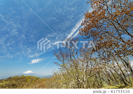 新緑の鍋割山と残雪の富士山 61753510