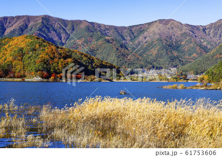 【山梨県】秋の河口湖南岸 61753606