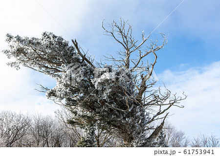 冬 霧氷 雪原 61753941