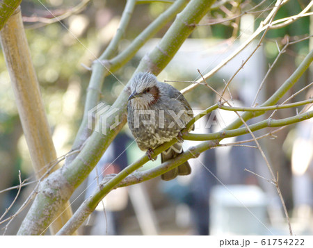 身近な野鳥、ヒヨドリ 61754222