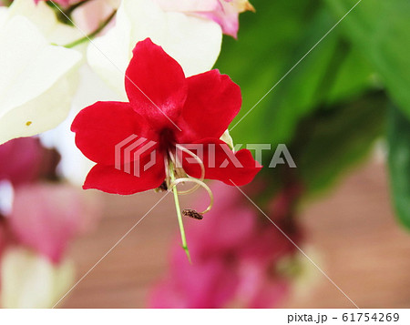 ゲンペイカズラ Harlequin glory bower ゲンペイカズラ Harlequin glory bower 61754269