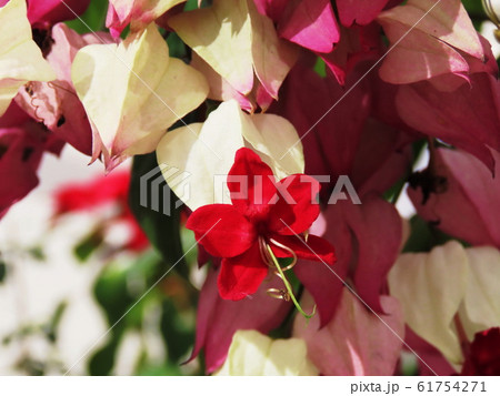 ゲンペイカズラ  Harlequin glory bower 61754271