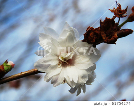 コブクザクラ Prunus × kobuku-zakura コブクザクラ Prunus × kobuku-zakura 61754274