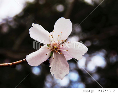 三波川冬桜 Prunus x parvifolia 'Parvifolia' 三波川冬桜 Prunus x parvifolia 'Parvifolia' 61754317