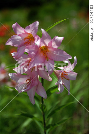 ひめさゆり 61754483