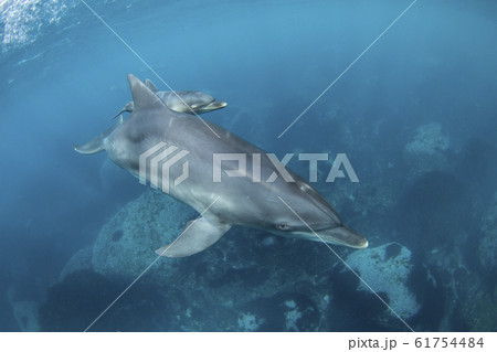親子のイルカ 61754484