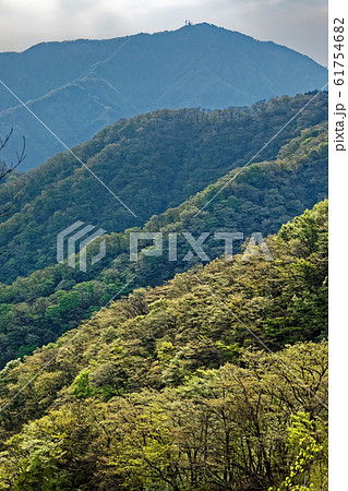 丹沢表尾根から見る新緑の山肌と大山 丹沢表尾根から見る新緑の山肌と大山 61754682