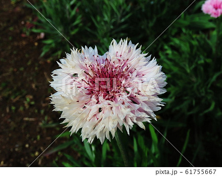 ヤグルマギク Cornflower ヤグルマギク Cornflower 61755667