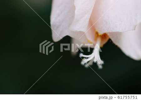 ウナズキヒメフヨウ  Malvaviscus arboreus 61755751