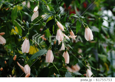 ウナズキヒメフヨウ  Malvaviscus arboreus ウナズキヒメフヨウ  Malvaviscus arboreus 61755753