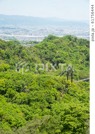 大阪府民の森 星田園地の新緑 61756444
