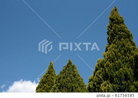 とんがり 61756585