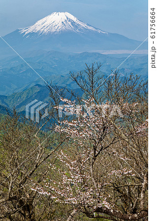 マメザクラ咲く丹沢・塔ノ岳から見る残雪の富士山 61756664
