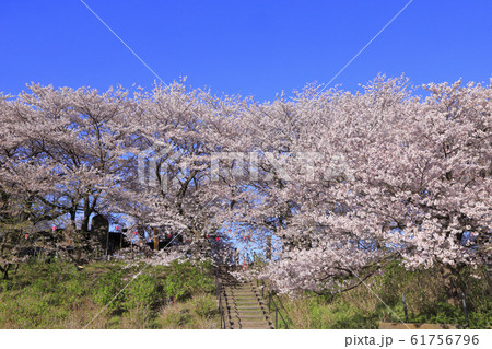 幸手権現堂桜堤の桜 61756796