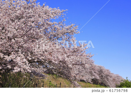 幸手権現堂桜堤の桜 61756798