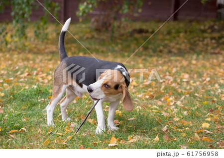 Beagle puppy is holding a twig of a tree in teeth. Beagle puppy is holding a twig of a tree in teeth. 61756958