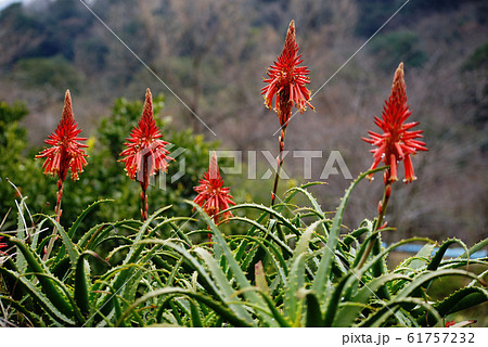 アロエの花 アロエの花 61757232