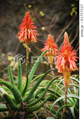 アロエの花の写真素材