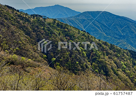 新緑の丹沢・大倉尾根と表尾根・大山 61757487