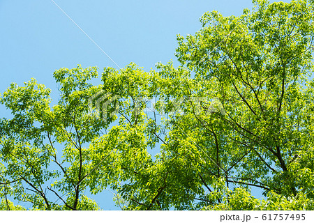 大阪府民の森 星田園地の新緑 61757495