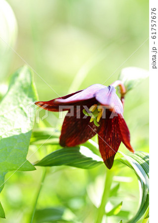 クロユリ（黒百合） 61757676