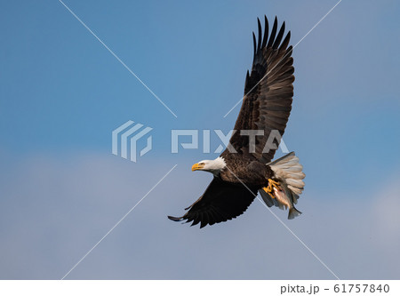 Bald Eagle  61757840