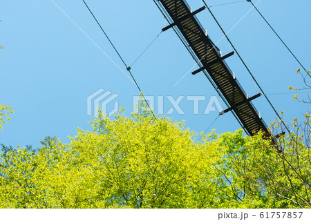 大阪府民の森 星田園地の新緑 61757857