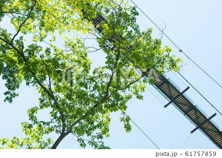 大阪府民の森 星田園地の新緑 61757859