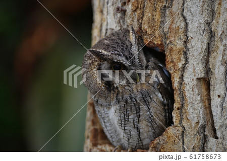 フクロウ 61758673