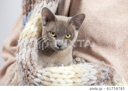 Burma cat sits on a white background 61758785