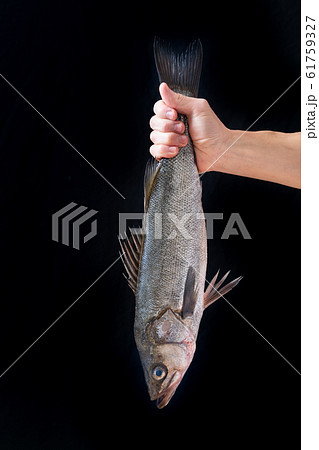 魚（鱸）を持ち上げる 61759327