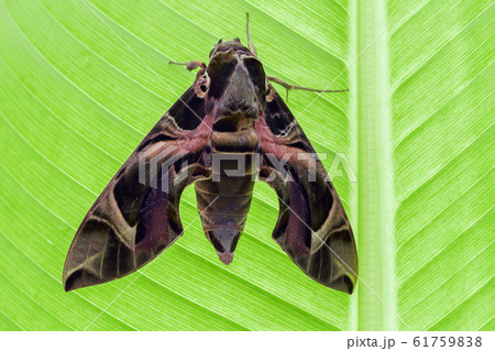 Oleander Hawk Moth on green banana leaf 61759838