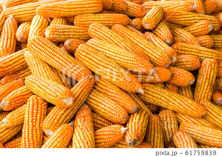 corn cobs agricultural 61759839