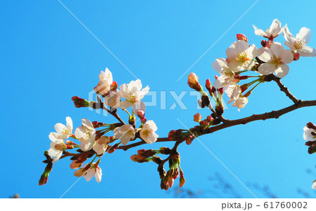 川口桜まつり（埼玉県川口市東本郷）で撮影した桜の花 61760002