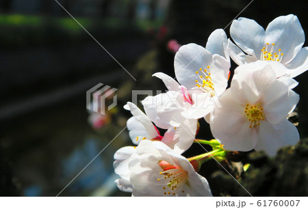 川口桜まつり(埼玉県川口市東本郷)で撮影した桜の花 川口桜まつり(埼玉県川口市東本郷)で撮影した桜の花 61760007